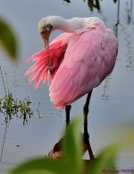 DSC_3250_001.JPG