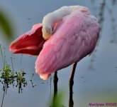 DSC_3269_001.JPG