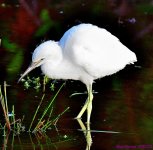 DSC_3286_001.JPG