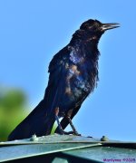 DSC_3336_001.JPG