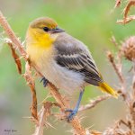 BullocksFledge-233.jpg