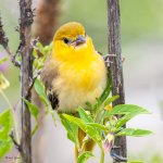 BullocksFledge-234.jpg
