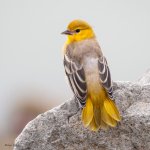 BullocksFledge-235.jpg