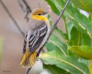 BullocksFledge-237.jpg