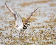 Killdeer-233.jpg