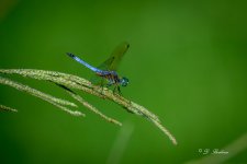 DSC_9014-topaz-rawdenoise.jpg