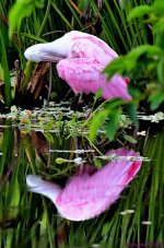 DSC_3379_stitch4_001.JPG