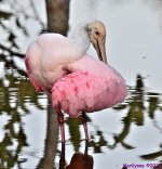 DSC_3387_stitch3_001.JPG