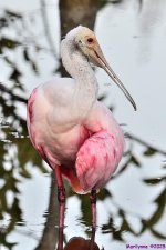 DSC_3393_001.JPG