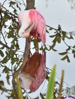 DSC_3397_001.JPG