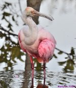 DSC_3413_001.JPG