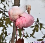 DSC_3415_001.JPG