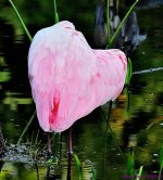 DSC_3451_001.JPG