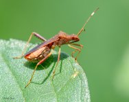Bug-233.jpg