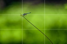 BC-Crop-Edit-2.jpg