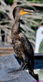 DSC_3581_001.JPG