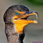 DSC_3587_001.JPG