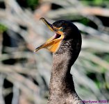 DSC_3590_001.JPG
