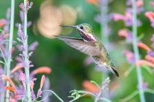 CalliopeHummer-234.jpg