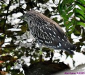 DSC_3626_001.JPG