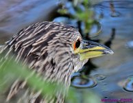 DSC_3631_001.JPG