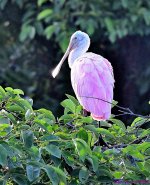 DSC_3647_001.JPG