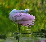 DSC_3675_001.JPG
