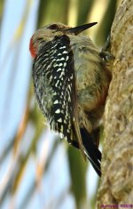 DSC_3705_001.JPG