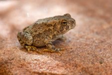 Toad-234.jpg