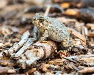 Toad-235.jpg
