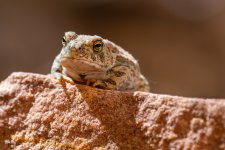 Toad-236.jpg