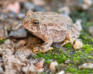 Toad-237.jpg