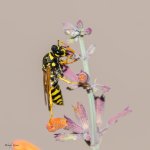Wasp-240.jpg