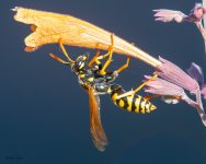 Wasp-241.jpg