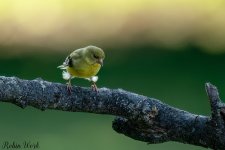 RD5_5433-Edit.jpg