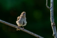 RD5_5518-Edit.jpg