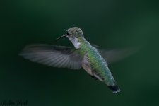 RD5_5603-Edit.jpg