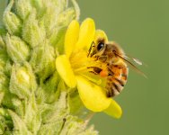 BeeFlower-240.jpg