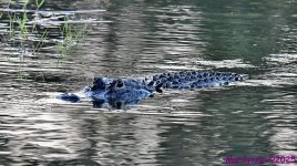 DSC_3743_001.JPG