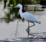 DSC_3780_001.JPG