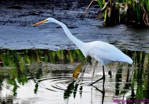 DSC_3784_001.JPG