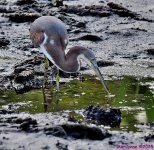 DSC_3796_001.JPG