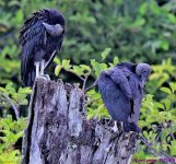 DSC_3823_001.JPG
