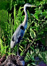 DSC_3841_stitch4_001.JPG