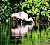 DSC_3864_001.JPG