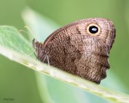 Butterfly-240.jpg