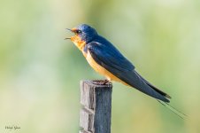 BarnSwallow-240.jpg