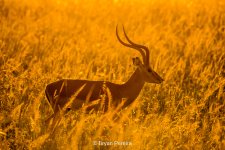 day4_1723__bryanpereira.jpg