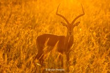day4_1721_bryanpereira.jpg