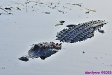 DSC_3897_001.JPG